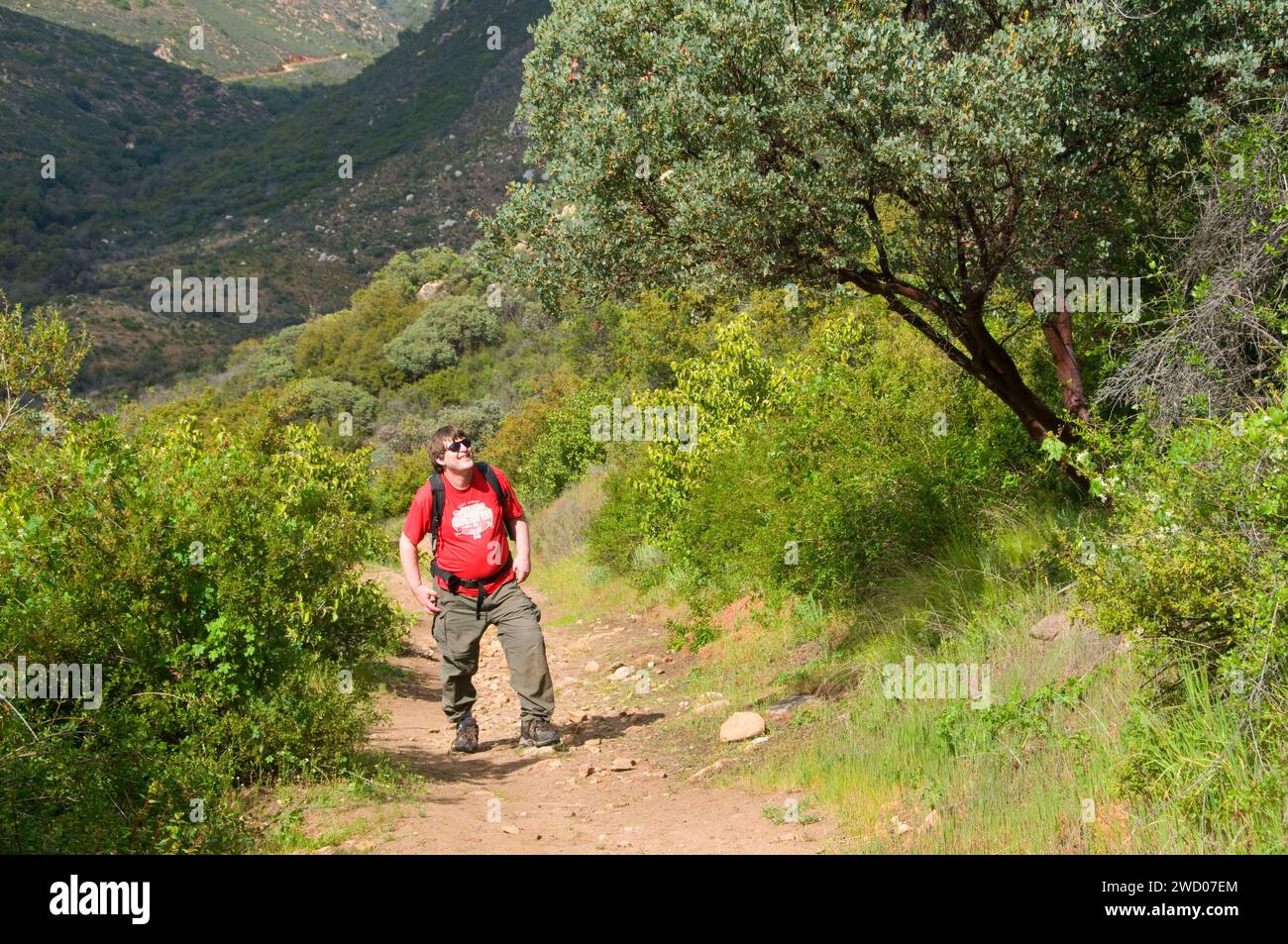 Sentier de randonnée, Pine Creek Wilderness, Cleveland National Forest, Californie Banque D'Images