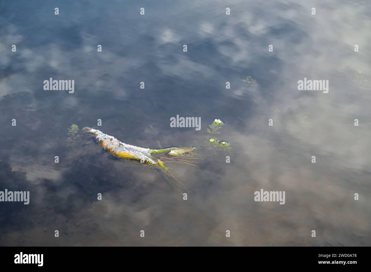 Les nuages se reflètent dans l'étang entourant un bâton de couverture de neige un matin froid en Alabama. Banque D'Images