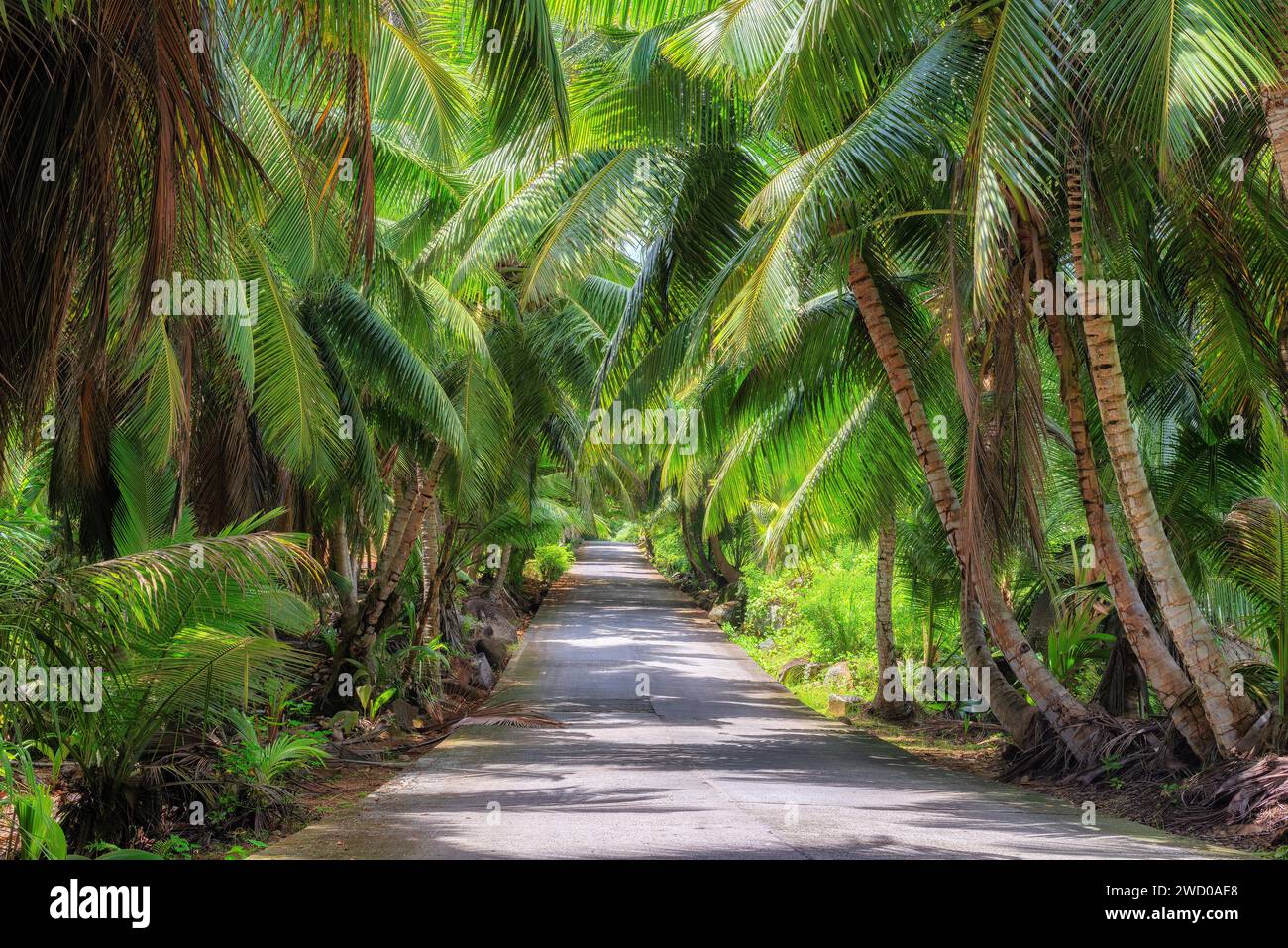 Road trip pittoresque dans une forêt tropicale dans une jungle sur une île tropicale Banque D'Images