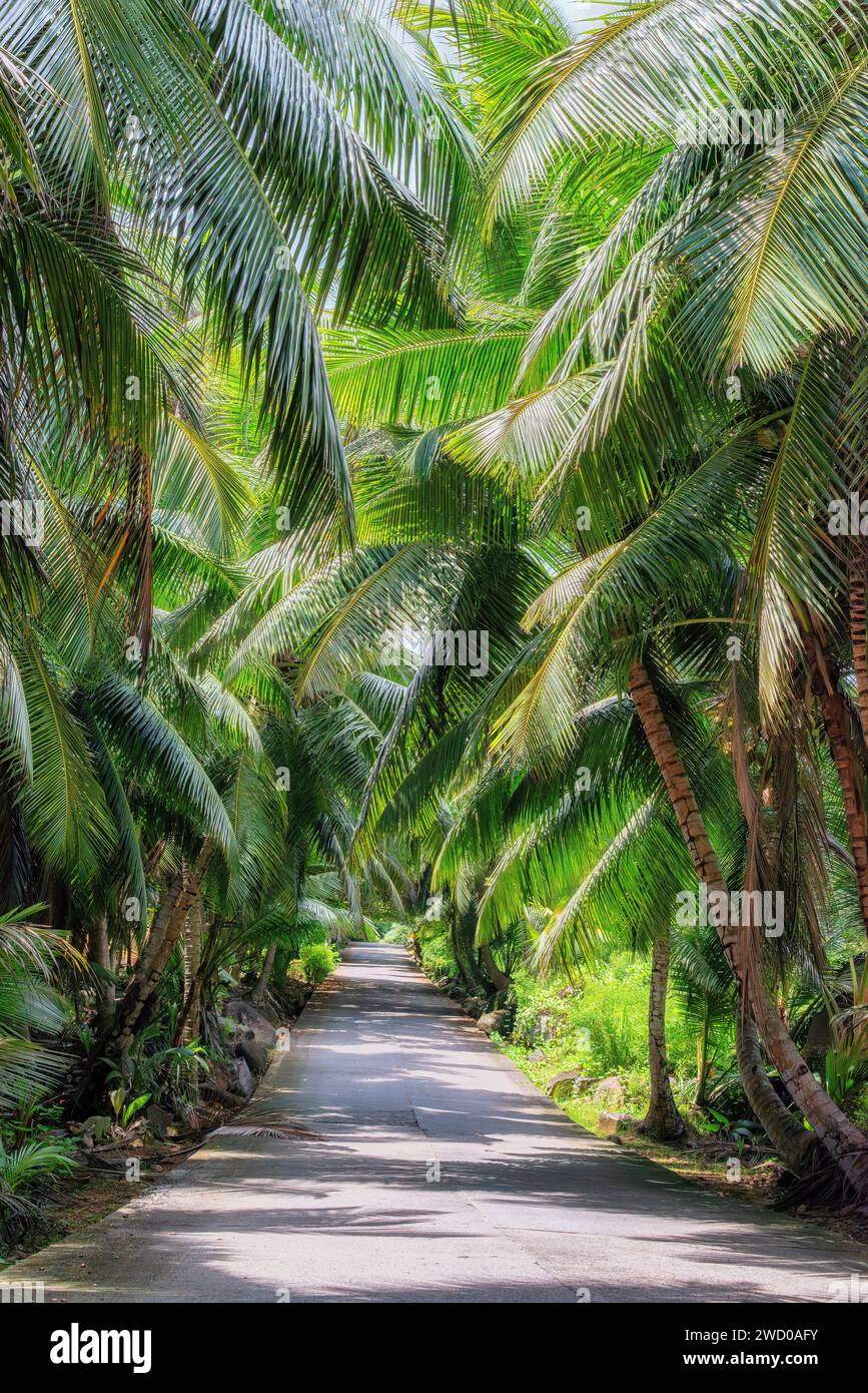 Road trip pittoresque dans une forêt tropicale dans une jungle sur une île tropicale Banque D'Images