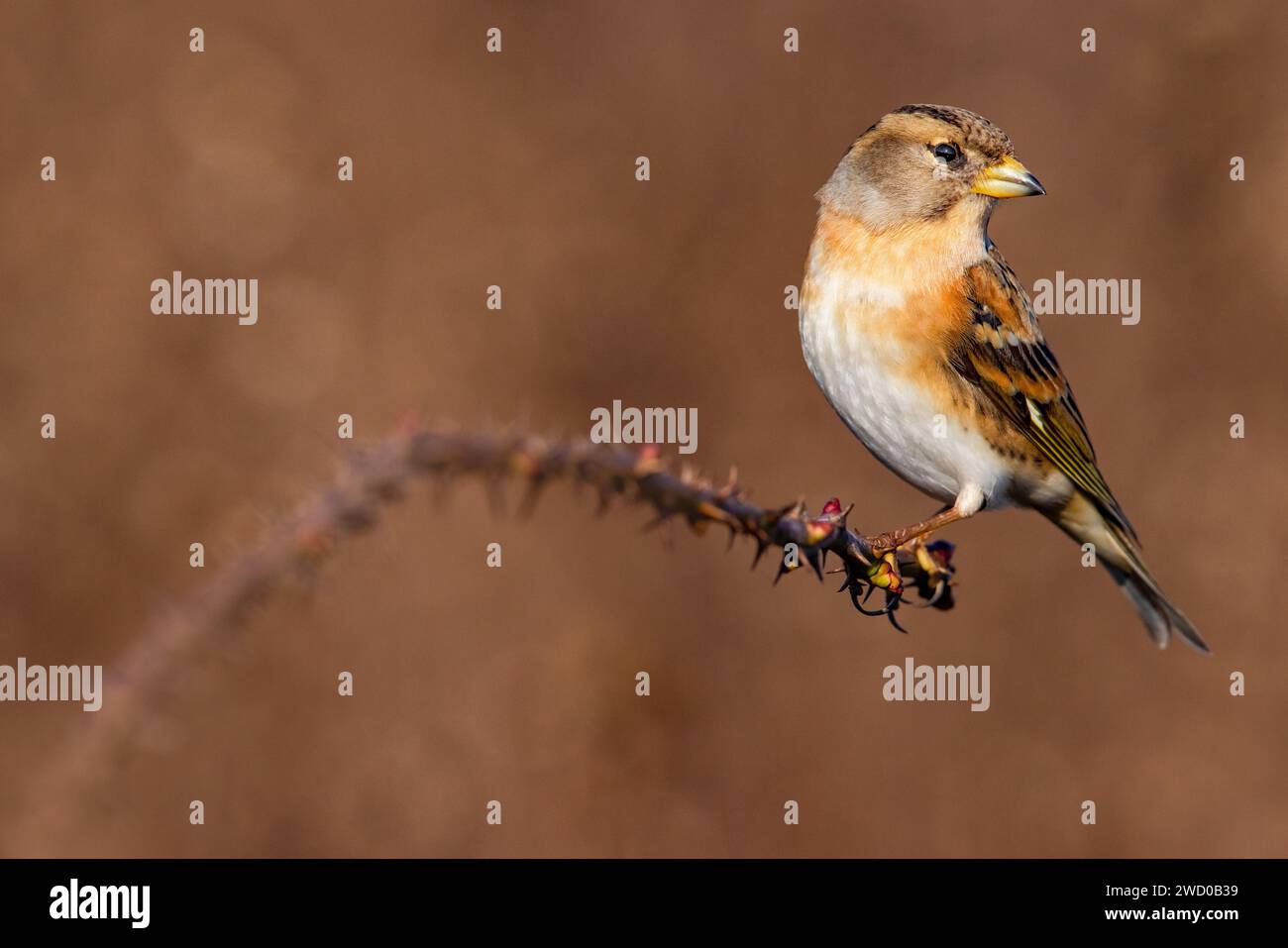 Brambling (Fringilla montifringilla), perché sur une brindille, Italie, Toscane Banque D'Images