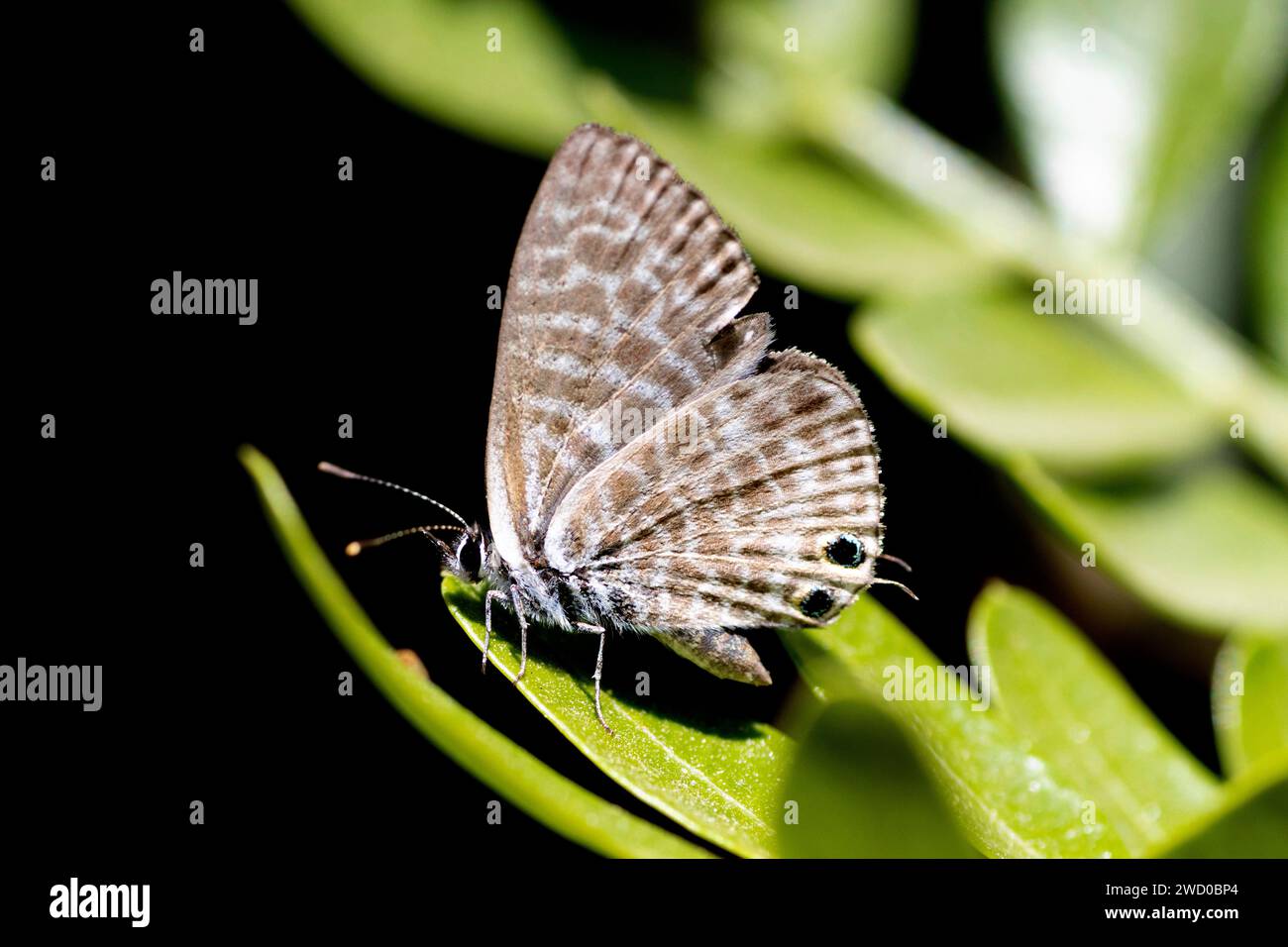 Bleu à queue courte de Lang, bleu zèbre commun (Leptotes pirithous), assis sur une feuille, vue ventrale, France, Rognes Banque D'Images
