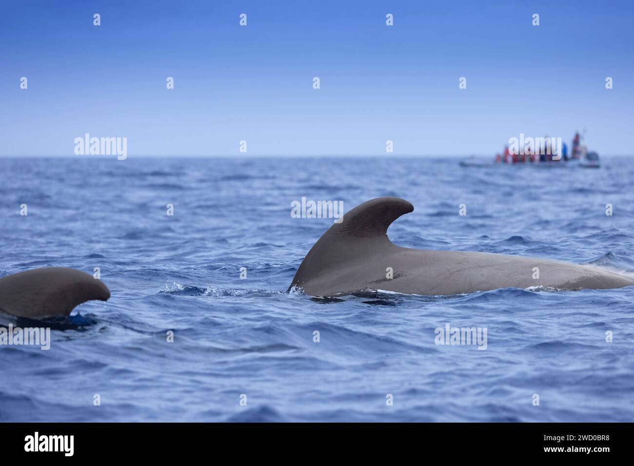 Baleine pilote à longues têtes, baleine à tête plate, baleine caaing, baleine pilote à longue nageoire, baleine pilote de l'Atlantique, poisson-noir, baleine pilote à petites têtes (Globicephala mel Banque D'Images