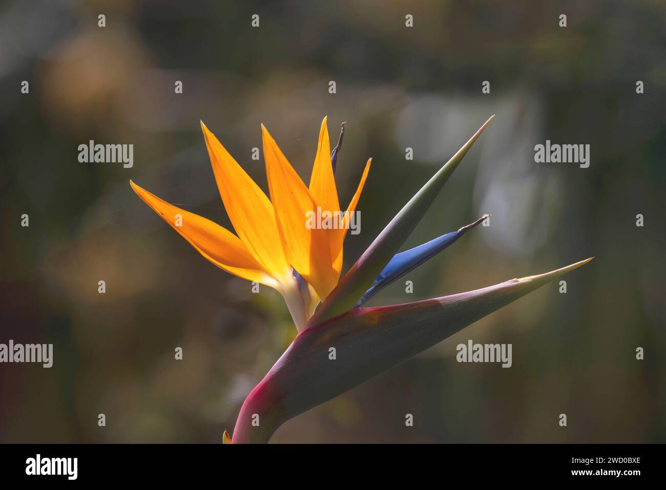 Fleur de grue, oiseau de paradis fleur, geel piesang (Strelitzia reginae), fleur im Gegenlicht, Madère, Funchal Banque D'Images