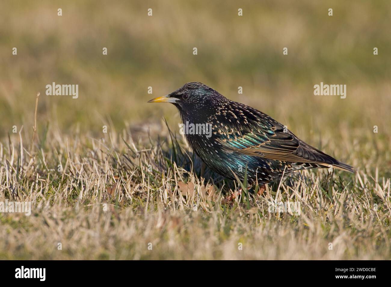 Étourneau commun, étourneau européen, étourneau (Sturnus vulgaris), perché dans une prairie sèche, vue latérale, Italie, Toscane, lac Peretola Banque D'Images