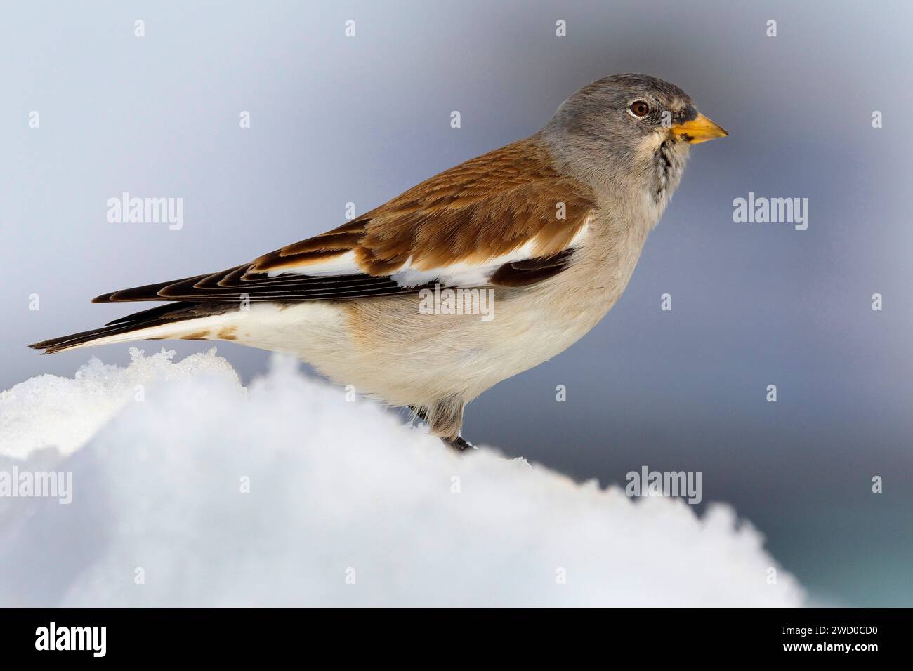 finch de neige à ailes blanches (Montifringilla nivalis), perché dans la neige, vue de côté Banque D'Images