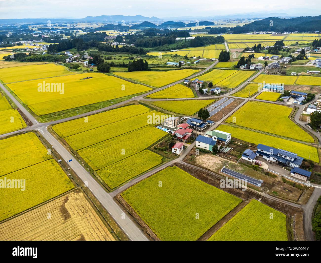 Champ de riz, couleur jaune de la récolte d'automne, pied de montagnes, drone aérien, ville de Yokote, Akita, Tohoku, Japon, Asie de l'est, Asie Banque D'Images