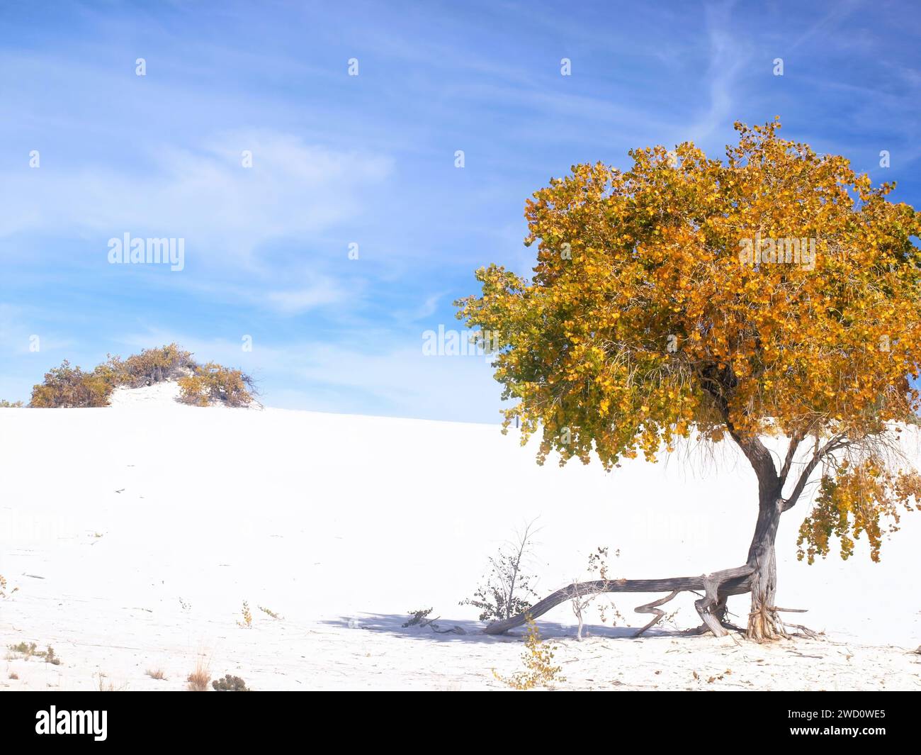 Cottonwood arbre avec une branche intéressante au parc national de White Sands Banque D'Images