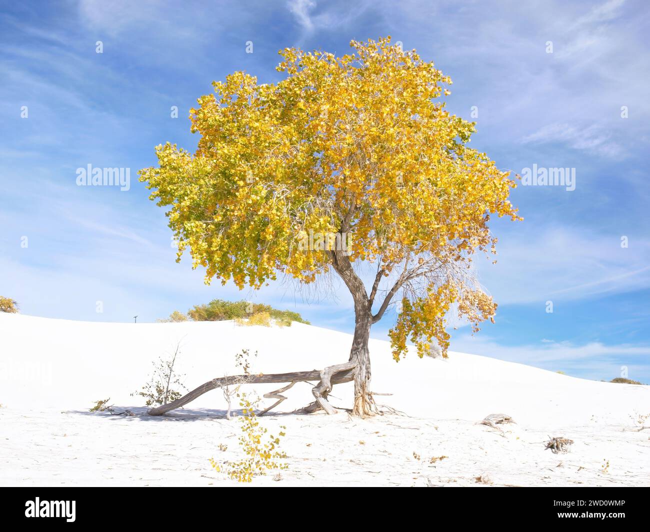 Cottonwood avec une branche étrange au parc national de White Sands Banque D'Images