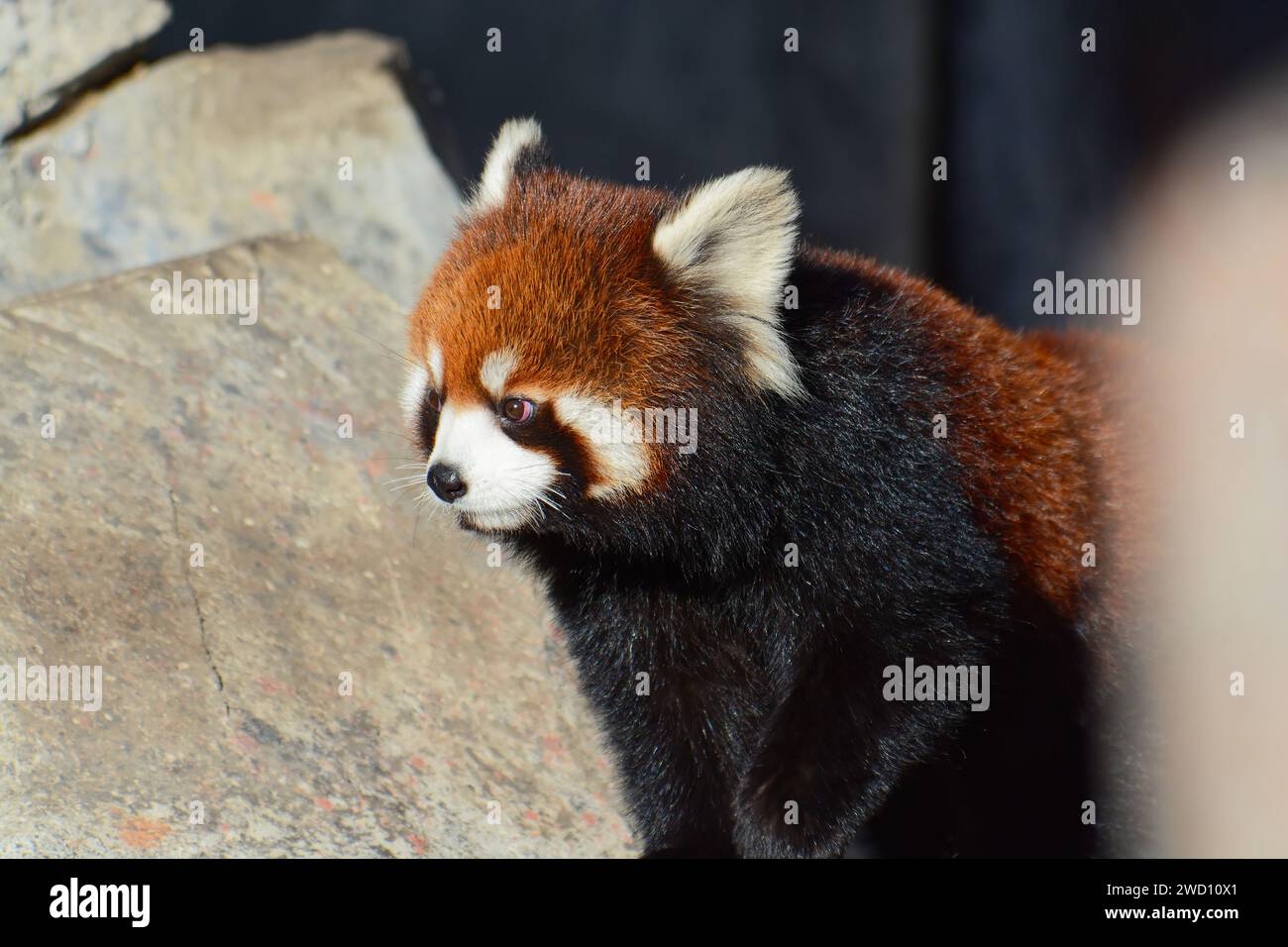Panda roux - Ailurus fulgens en captivité au zoo de Calgary, Alberta, Canada Banque D'Images