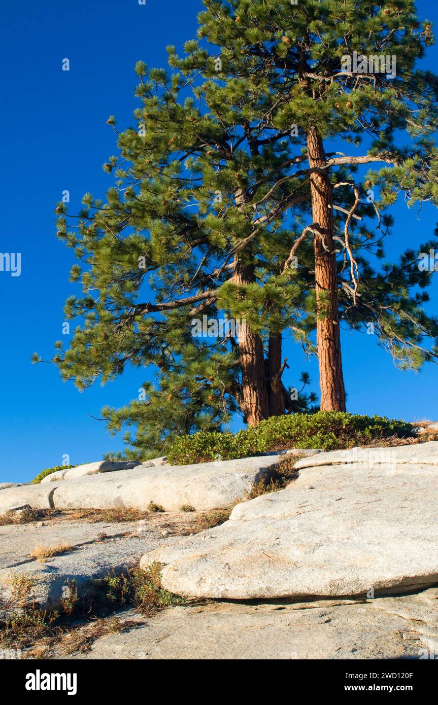 Dôme de granit sur ridge sur Buck Rock Lookout, Sequoia National Monument, Californie Banque D'Images