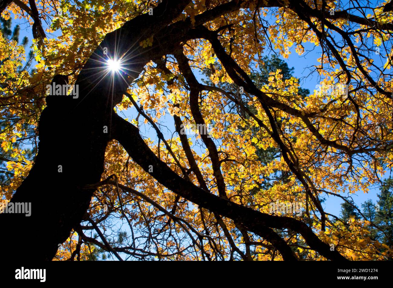 Avec le chêne, starburst Sequoia National Monument, Californie Banque D'Images