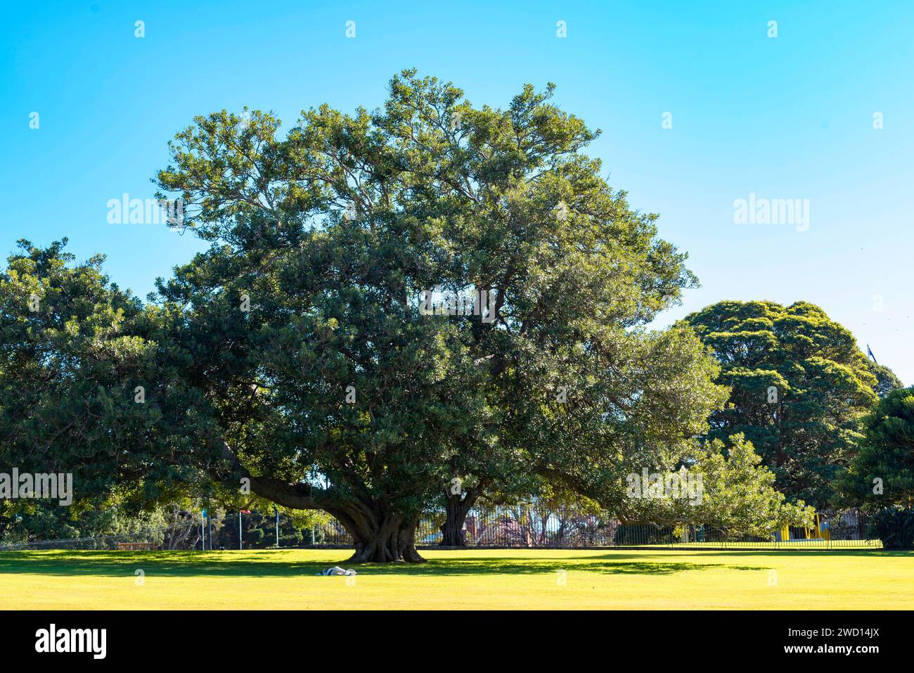 Une personne allongée au soleil sur l'herbe sous un grand figuier de Port Jackson (Ficus rubiginosa) dans les jardins botaniques royaux de Sydney, en Australie Banque D'Images