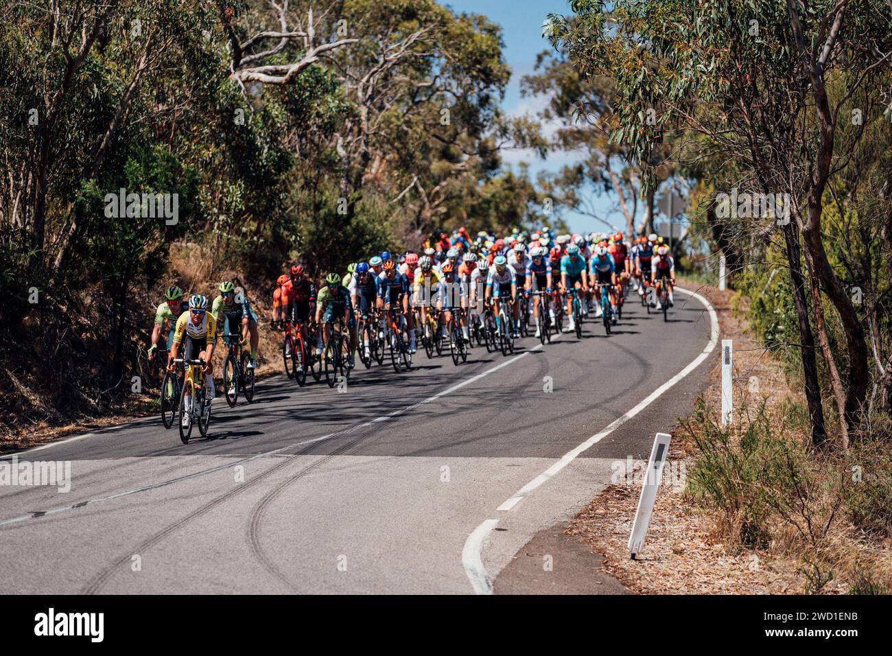 Adélaïde, Australie. 18 janvier 2024. Photo par Zac Williams/SWpix.com - 18/01/2024 - Cyclisme - 2024 Tour Down Under - étape 3 : Tea Tree Gully à Cambelltown (145.3km) - Luke Plapp, Jayco Alula. Crédit : SWpix/Alamy Live News Banque D'Images