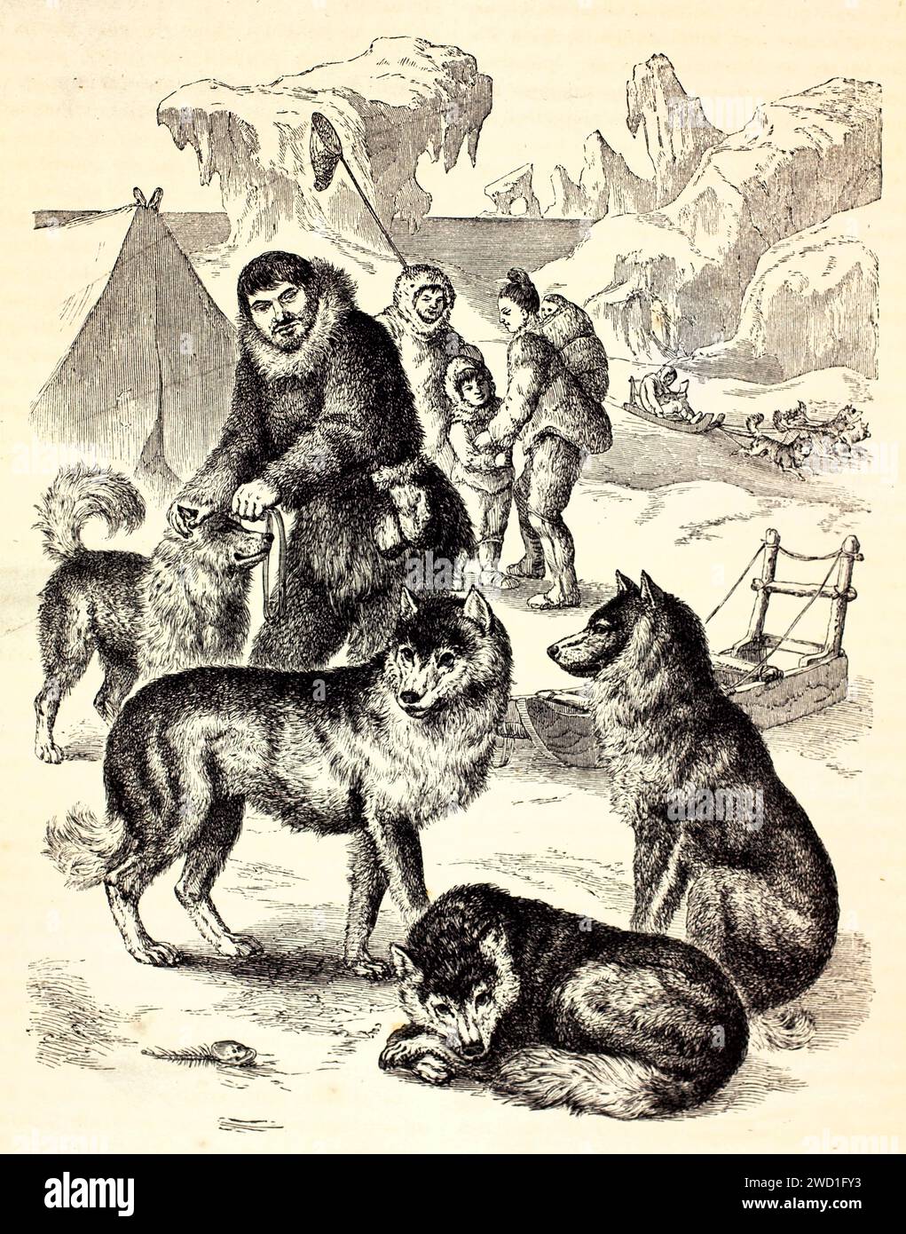 Meute de chiens esquimaux se reposant dans le village arctique, l'un étant équipé pour la luge. Gravure détaillée de style gravure sur bois publiée en 1878 Banque D'Images