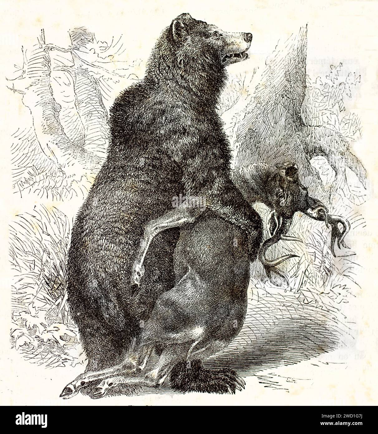 Ours grizzli debout, tenant un cerf mort avec une patte ; scène boisée dramatique gravée par Zimmermann en 1878 pour les mammifères de Brehm. Banque D'Images