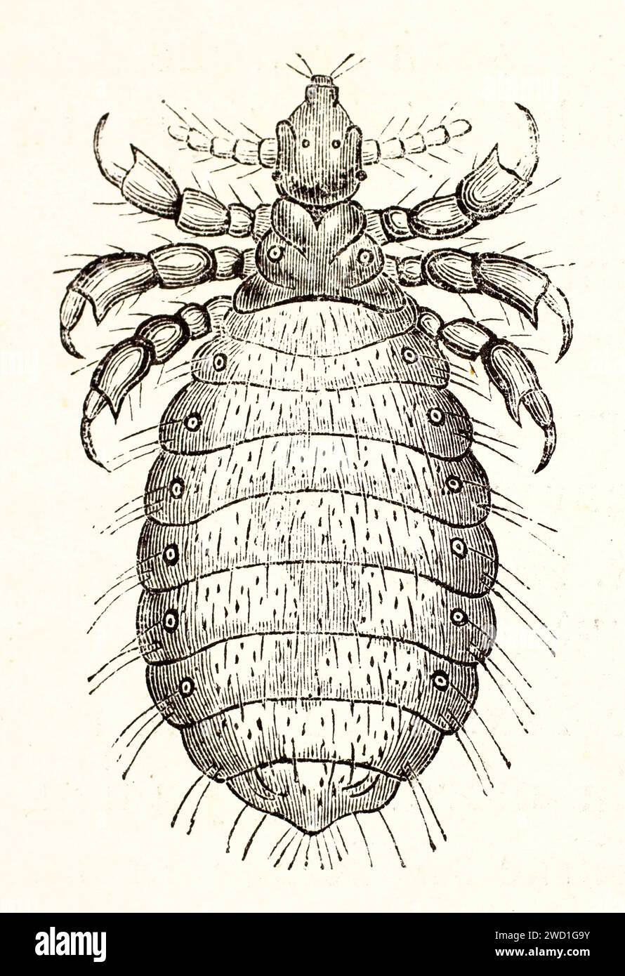 Illustration ancienne de Haematopinus suis. Par auteur inconnu, publié sur Brehm, les Mammifères, Baillière et fils, Paris, 1878 Banque D'Images