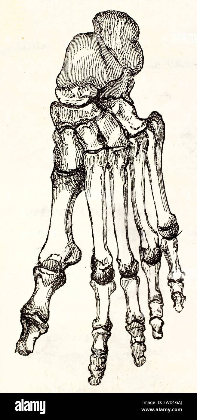 Vieille illustration gravée des os du pied humain. Par auteur inconnu, publié sur Brehm, les Mammifères, Baillière et fils, Paris, 1878 Banque D'Images