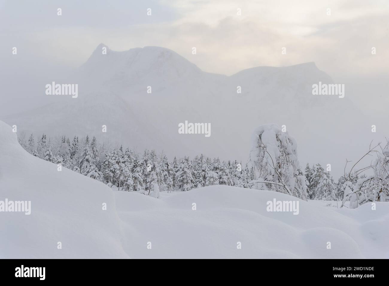 Une superbe scène hivernale capturant un paysage enneigé parsemé d'arbres majestueux et de montagnes imposantes. Banque D'Images