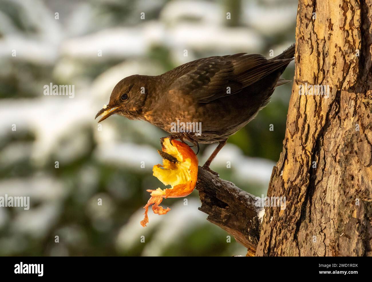 blackbird femelle affamé piquant à une pomme sur la branche d'un arbre Banque D'Images