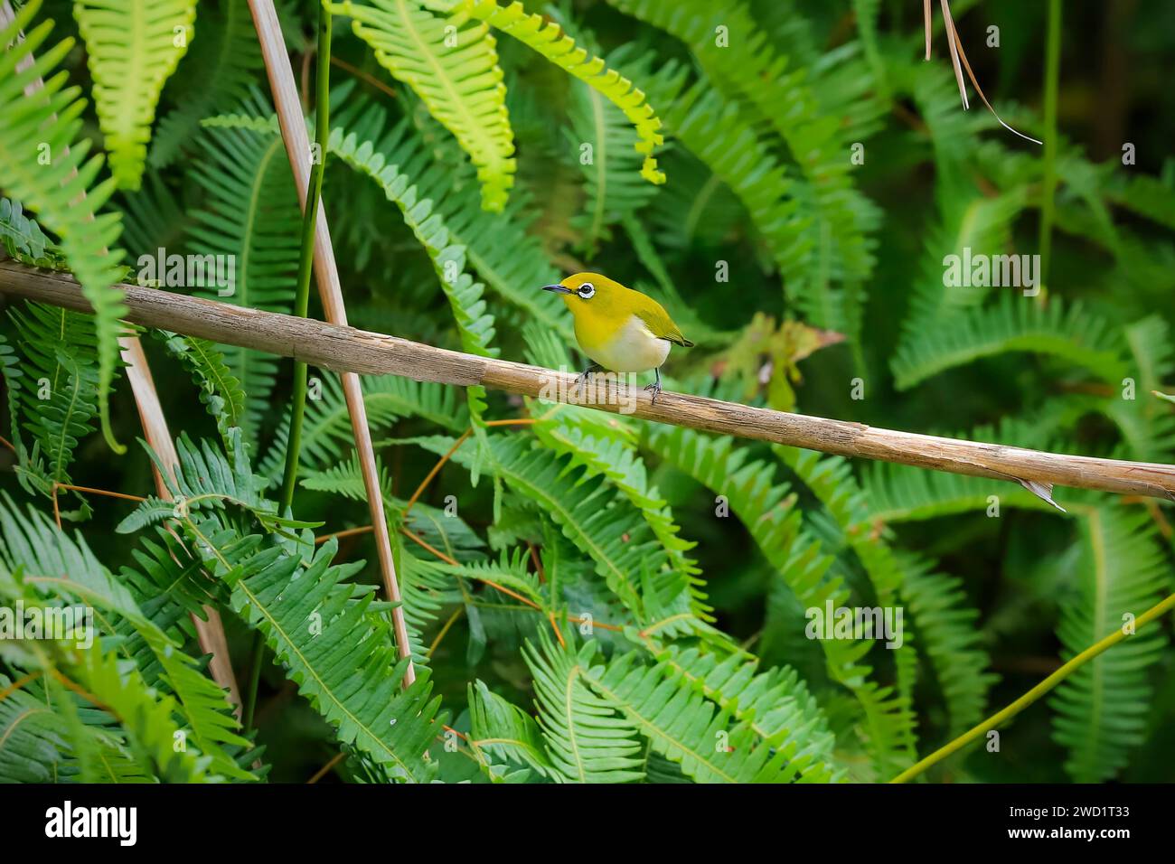 Warbling White-eye (Zosterops japonicus) alias Japanese ou Mountain White-eye, un petit passereau. Mont Lokon, Tomohon, Sulawesi du Nord, Indonésie Banque D'Images
