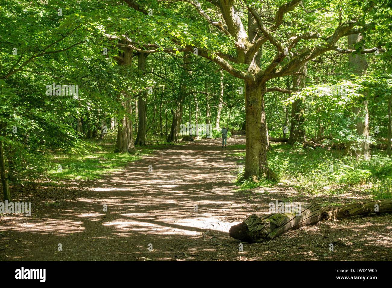 Walker sur le chemin forestier sur la National Forest Way / Cross Britain Way, Ticknall, Derbyshire, Angleterre, Royaume-Uni Banque D'Images