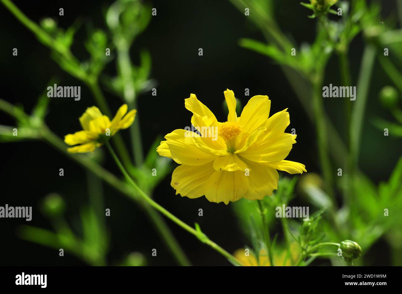 Mise au point sélective du fond flou de fleur de Cosmos caudatus Banque D'Images