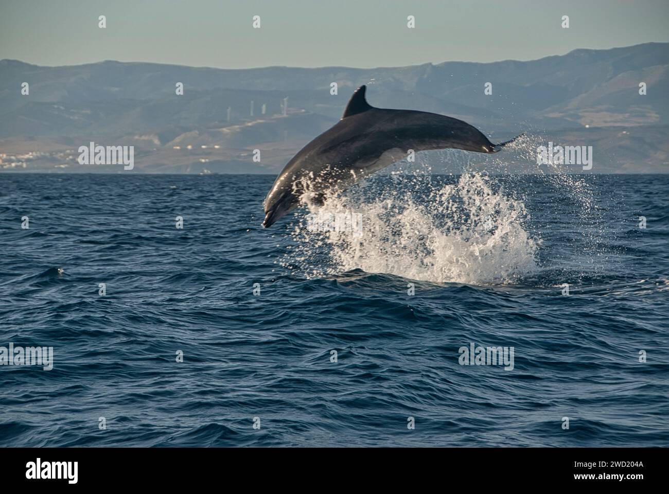 Un grand dauphin (Tursiops truncatus) survole gracieusement la mer, avec un horizon montagneux derrière lui, Banque D'Images