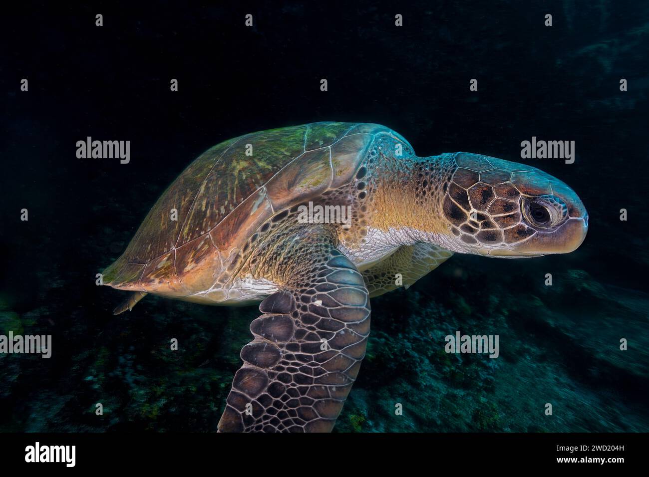 Portrait sous-marin d'une tortue de mer verte (Chelonia mydas) glissant gracieusement dans l'océan, mettant en valeur ses motifs complexes de coquillages et son comportement calme Banque D'Images