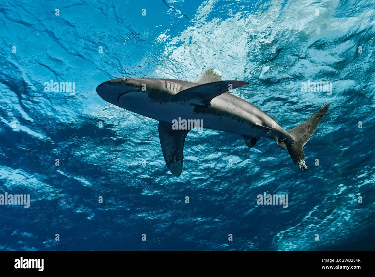 Vue sous-marine d'un requin blanc océanique (Carcharhinus longimanus) avec une surface d'eau bleue claire au-dessus Banque D'Images