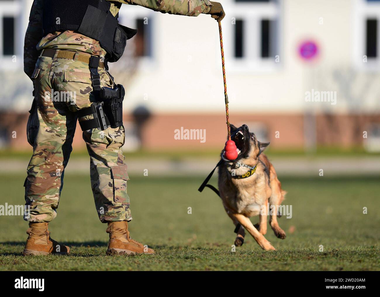 Exercices d'obéissance de l'armée américaine avec des chiens de travail militaires à Panzer Kaserne, Stuttgart, Allemagne. Banque D'Images