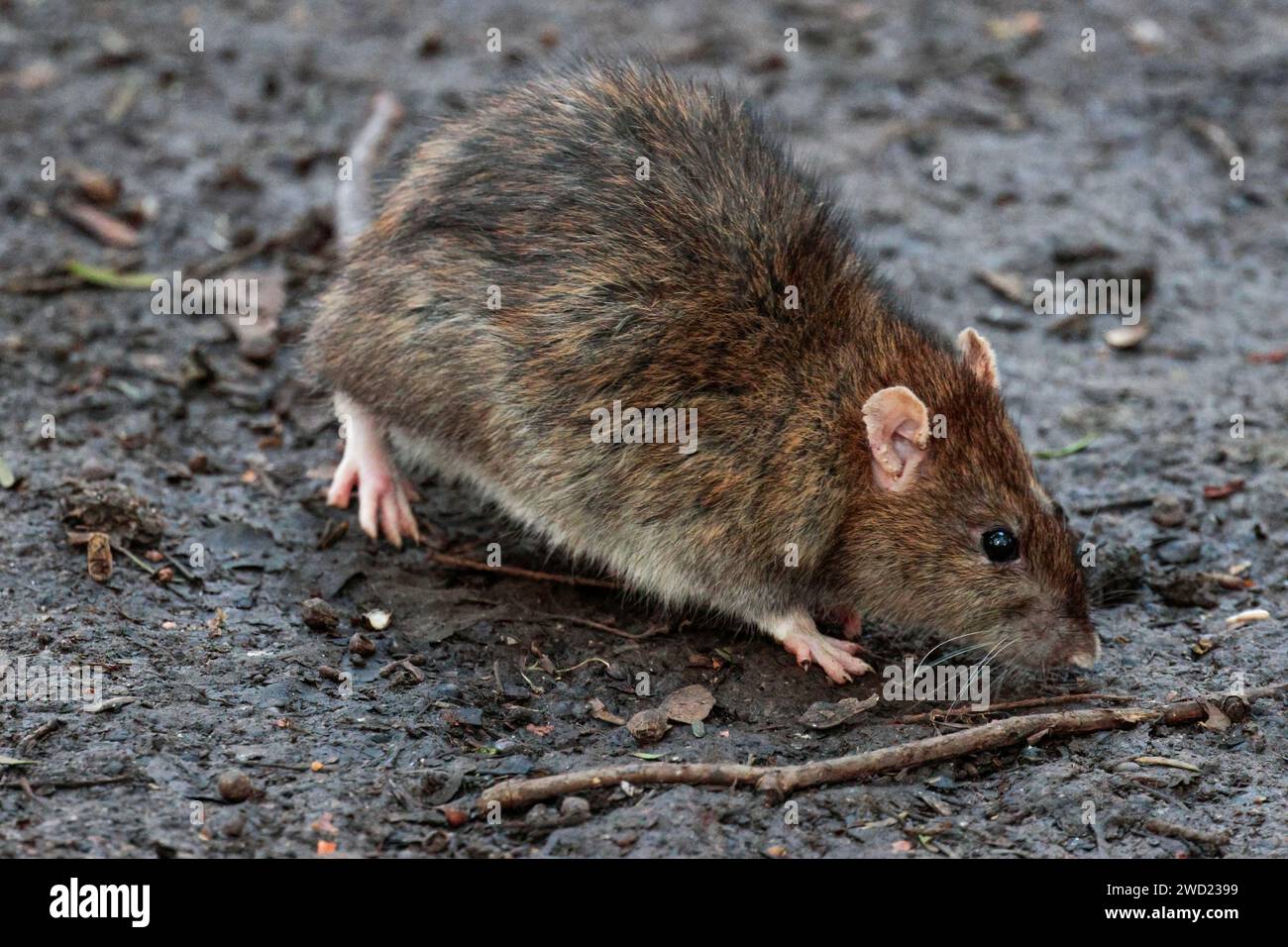 Rat brun Rattus norvegicus, fourrure grise brune oreilles roses nez et pieds pointus face longue queue écailleuse oreilles plissées sous la mangeoire à oiseaux Banque D'Images