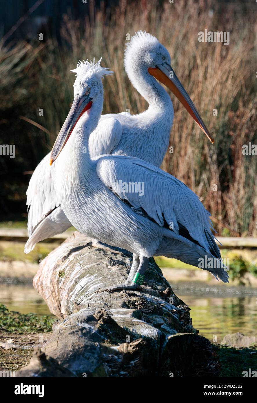 Pélicans dalmates Pelicanus crispus, le plus grand pélican deux oiseaux captifs le gros bec rouge orange jaune s'étend pour attraper des poissons gris blanchâtre Banque D'Images