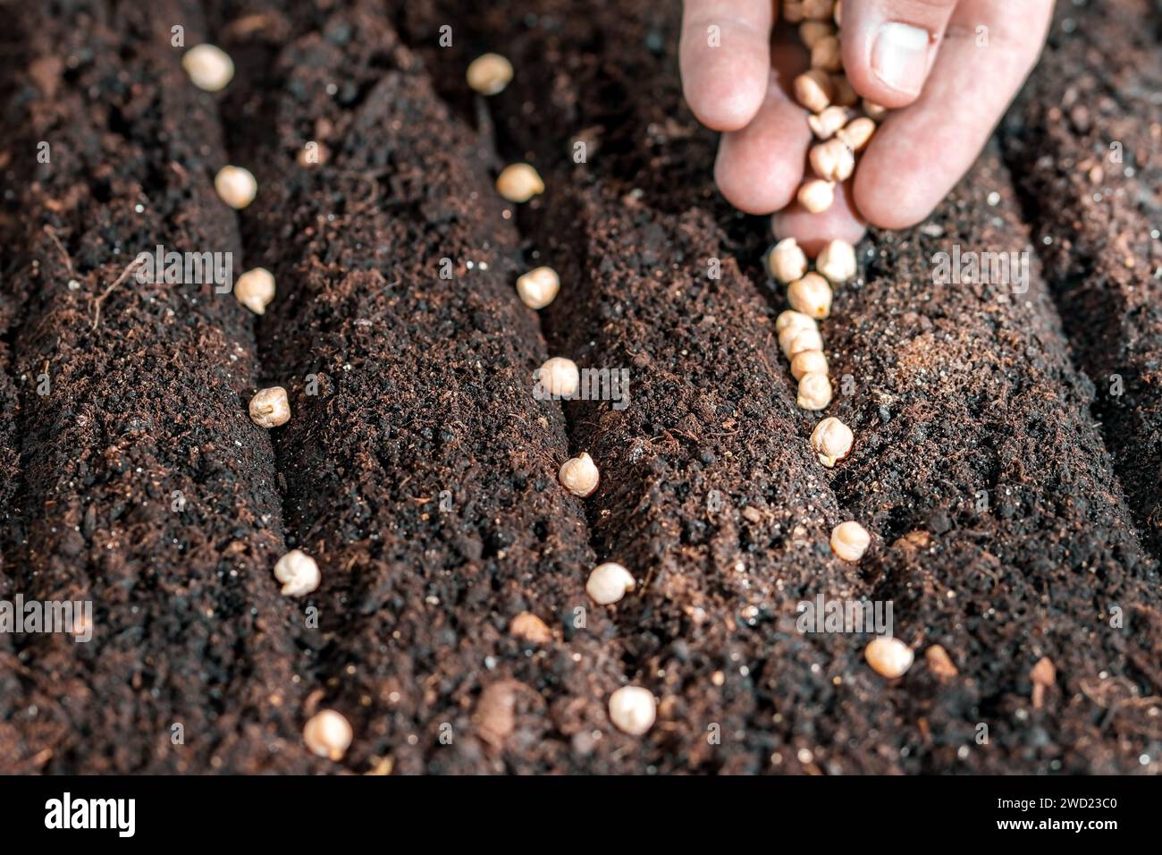 Planter des semences à la main de l'agriculteur. Agriculture, plantation de légumes dans le lit de semence Banque D'Images