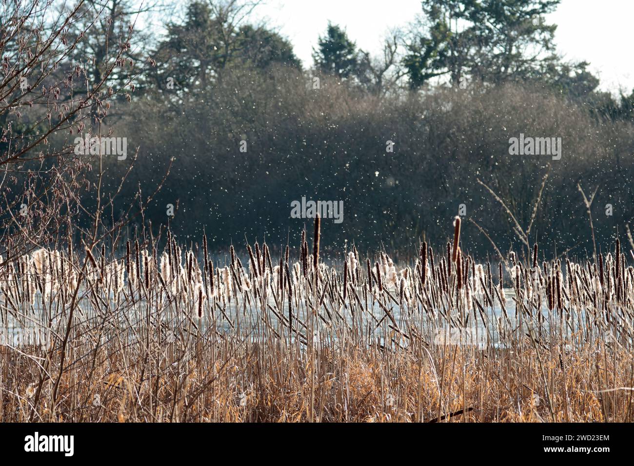 Bulrushes Great reedmace, Typha latifolia, pollen blanc moelleux soufflant des têtes de fleurs cylindriques brunes avec flèche pointue sur la haute saison d'hiver Royaume-Uni Banque D'Images