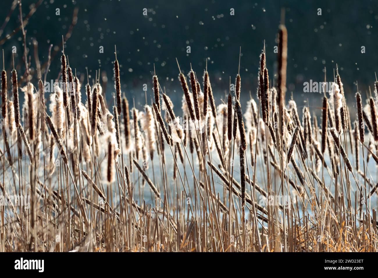 Bulrushes Great reedmace, Typha latifolia, pollen blanc moelleux soufflant des têtes de fleurs cylindriques brunes avec flèche pointue sur la haute saison d'hiver Royaume-Uni Banque D'Images