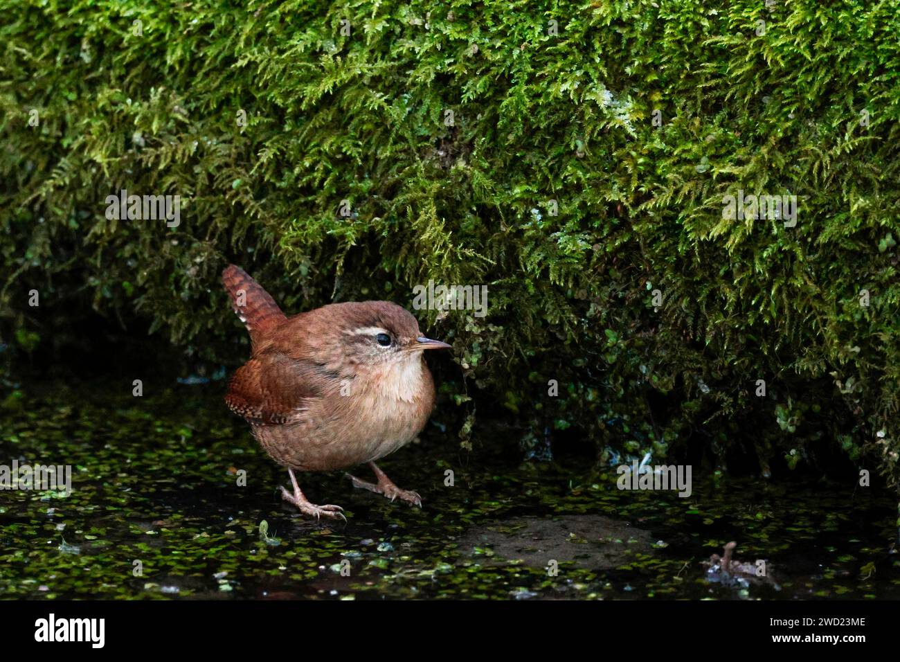 Wren Troglodytes x2, chasse dans la mousse autour de l'étang dépotoir rond oiseau brun armé queue bec fin et bandes sur les ailes de la queue et les flancs ligne pâle sur les yeux Banque D'Images