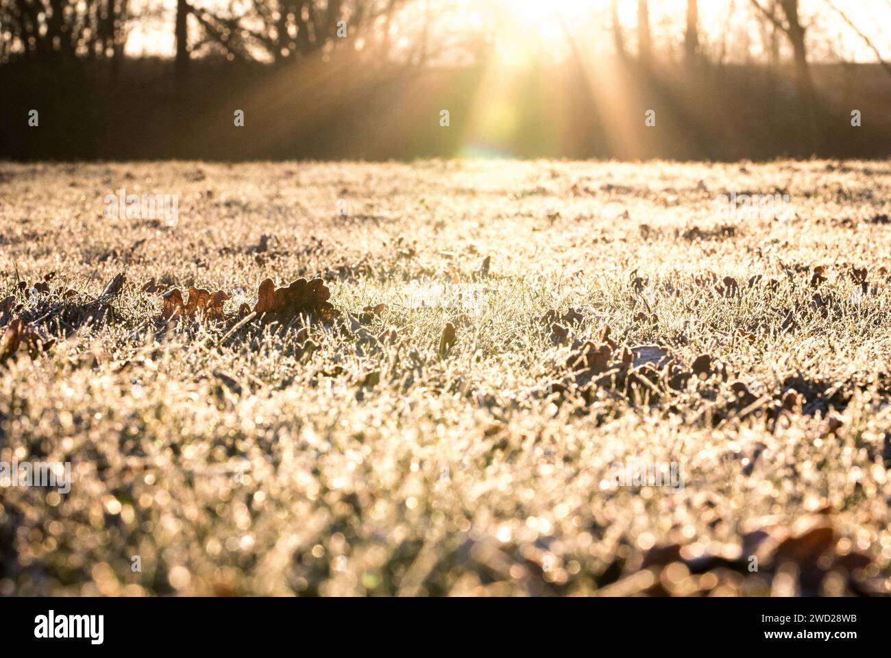 Wiese mit gefrorenen gras im morgendlichen Sonnenschein Banque D'Images