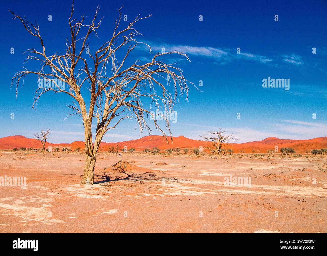 Namibie Sossusvlei Beauté dans la nature Banque D'Images