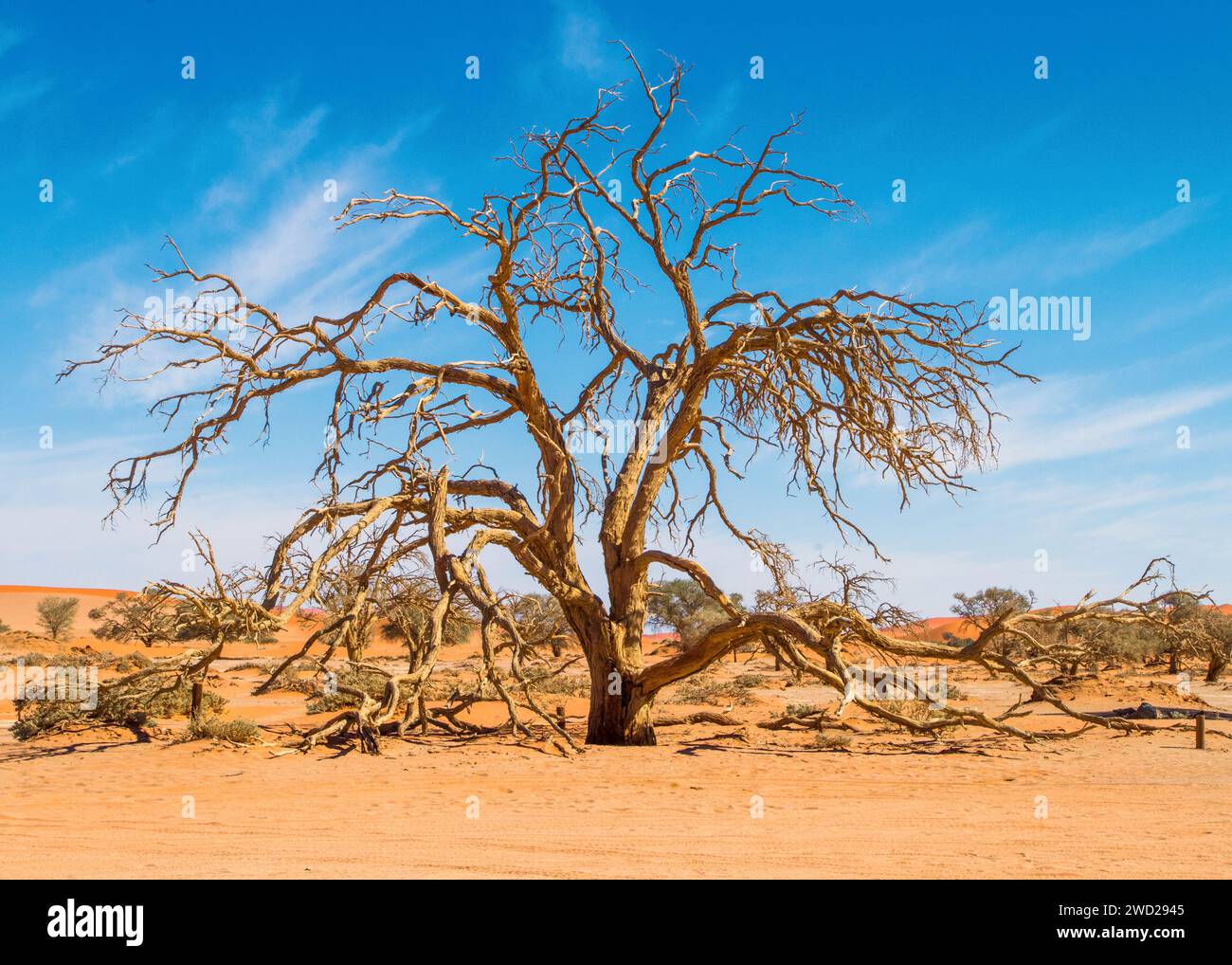 Namibie Sossusvlei Beauté dans la nature Banque D'Images