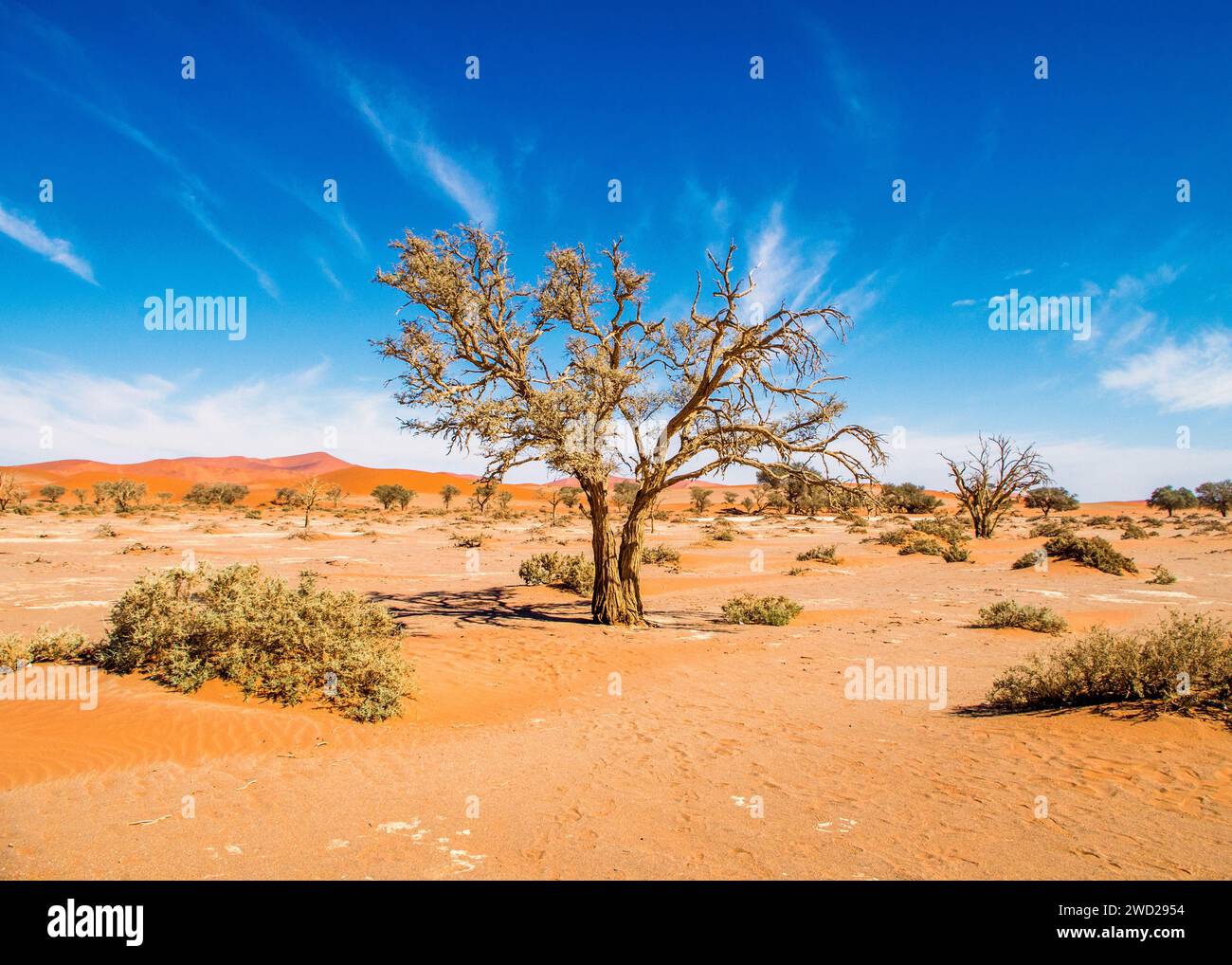 Namibie Sossusvlei Beauté dans la nature Banque D'Images