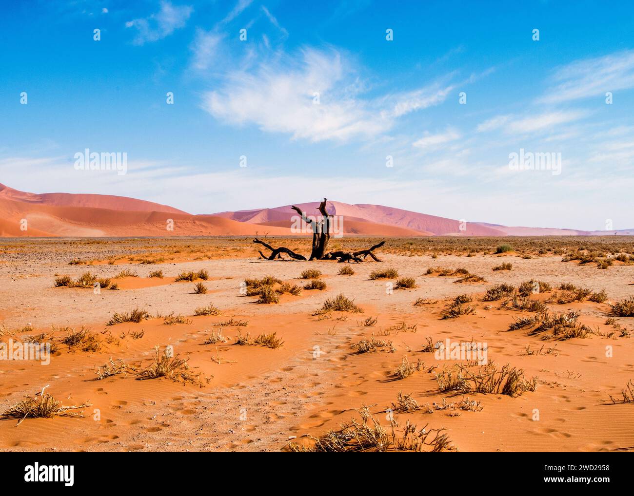 Namibie Sossusvlei Beauté dans la nature Banque D'Images
