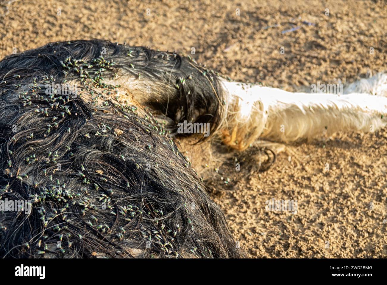 Les troupeaux de mouche ovine (Lucilia sericata) nourrissent et pondent des œufs sur la carcasse d’un mouton (distemper). Les larves de mouches mangent le cadavre pourri, les décomposeurs. Pi Banque D'Images