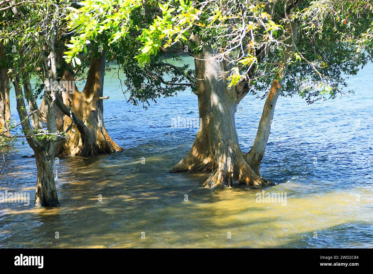Vestiges de forêts de mangroves au Sri Lanka. Vieux arbres à l'embouchure de la rivière, marée haute. L'aigrette se nourrit sous la canopée Banque D'Images