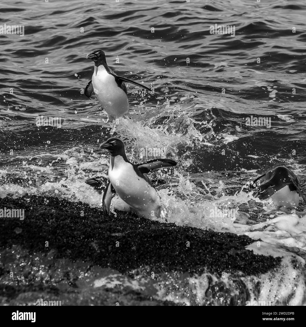 Rockhopper Penguin, Penguin Island, Puerto Deseado, province de Santa Cruz, Patagonie Argentine Banque D'Images