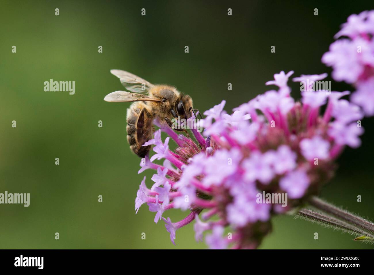 Une abeille de miel de l'Ouest reposant sur une fleur de verveine violette Banque D'Images