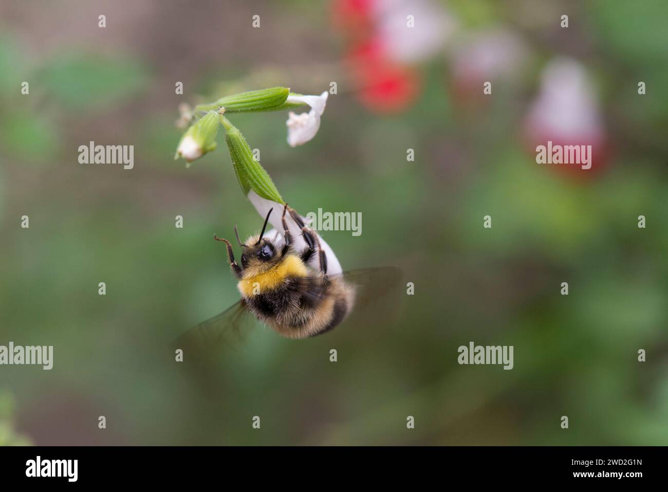 Un bourdon nichant tôt sur une fleur blanche Banque D'Images