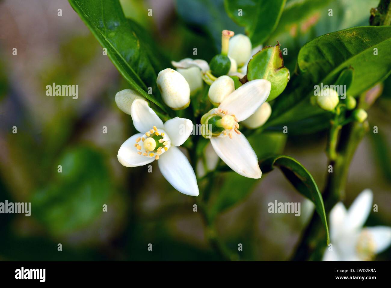 L'orange douce (Citrus x sinensis) est un petit arbre hybride. Ses fruits sont comestibles. Fleurs fertilisées. Banque D'Images