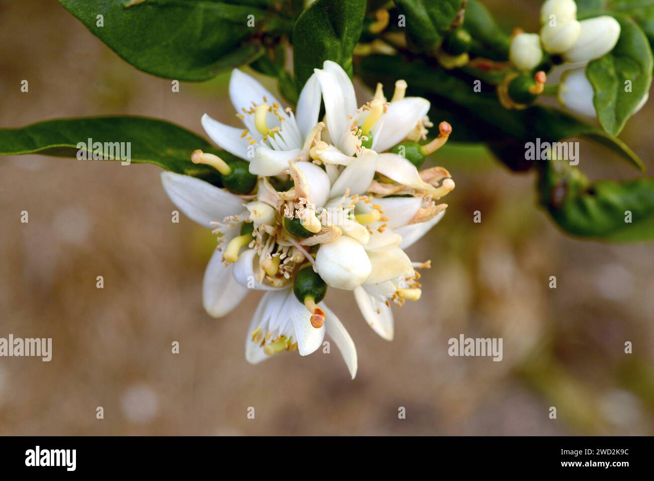 L'orange douce (Citrus x sinensis) est un petit arbre hybride. Ses fruits sont comestibles. Fleurs fertilisées. Banque D'Images
