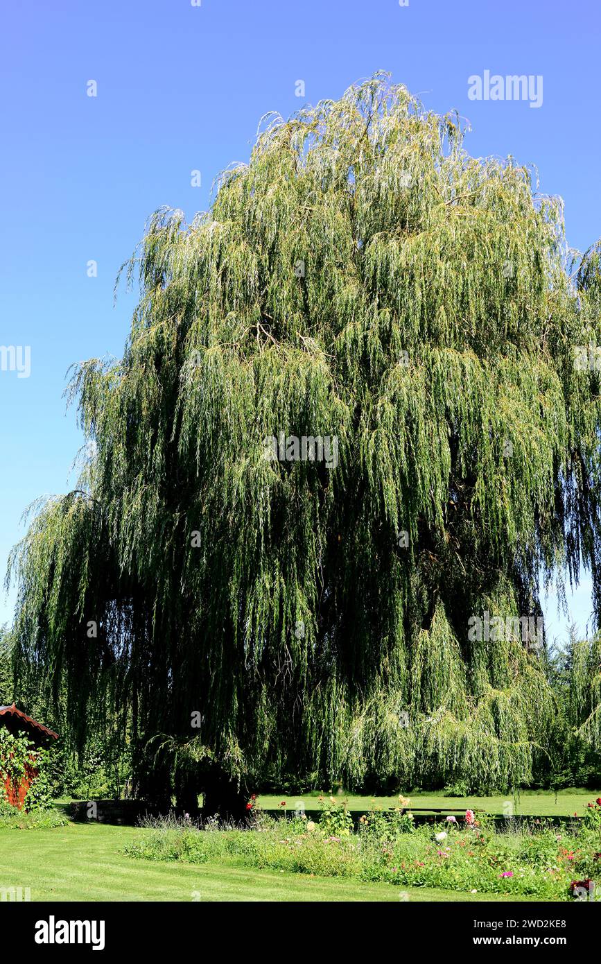 Le saule Babylone ou saule pleureur (Salix babylonica) est un tré décidus ornemental originaire de Chine. Cette photo a été prise à Mave, province de Palencia, C. Banque D'Images